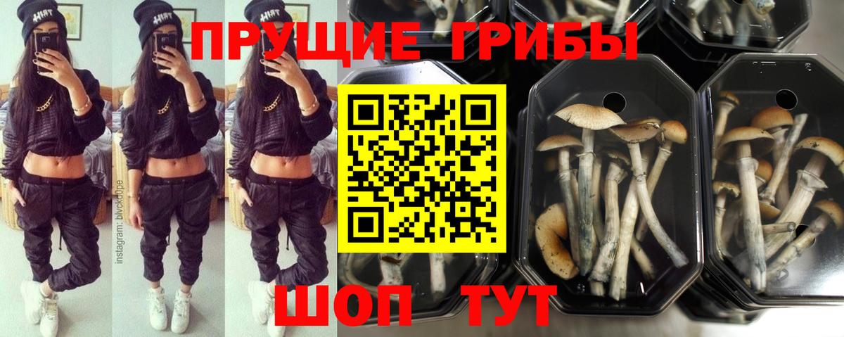 Рассказово  Псилоцибиновые грибы Cubensis  Вход с VPN  Галлюциногенные грибы прущие грибы 